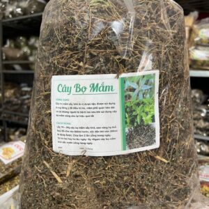 Công Dụng Cây Bọ Mắm ( Cây Giòi Tím ) Và Cách Dùng