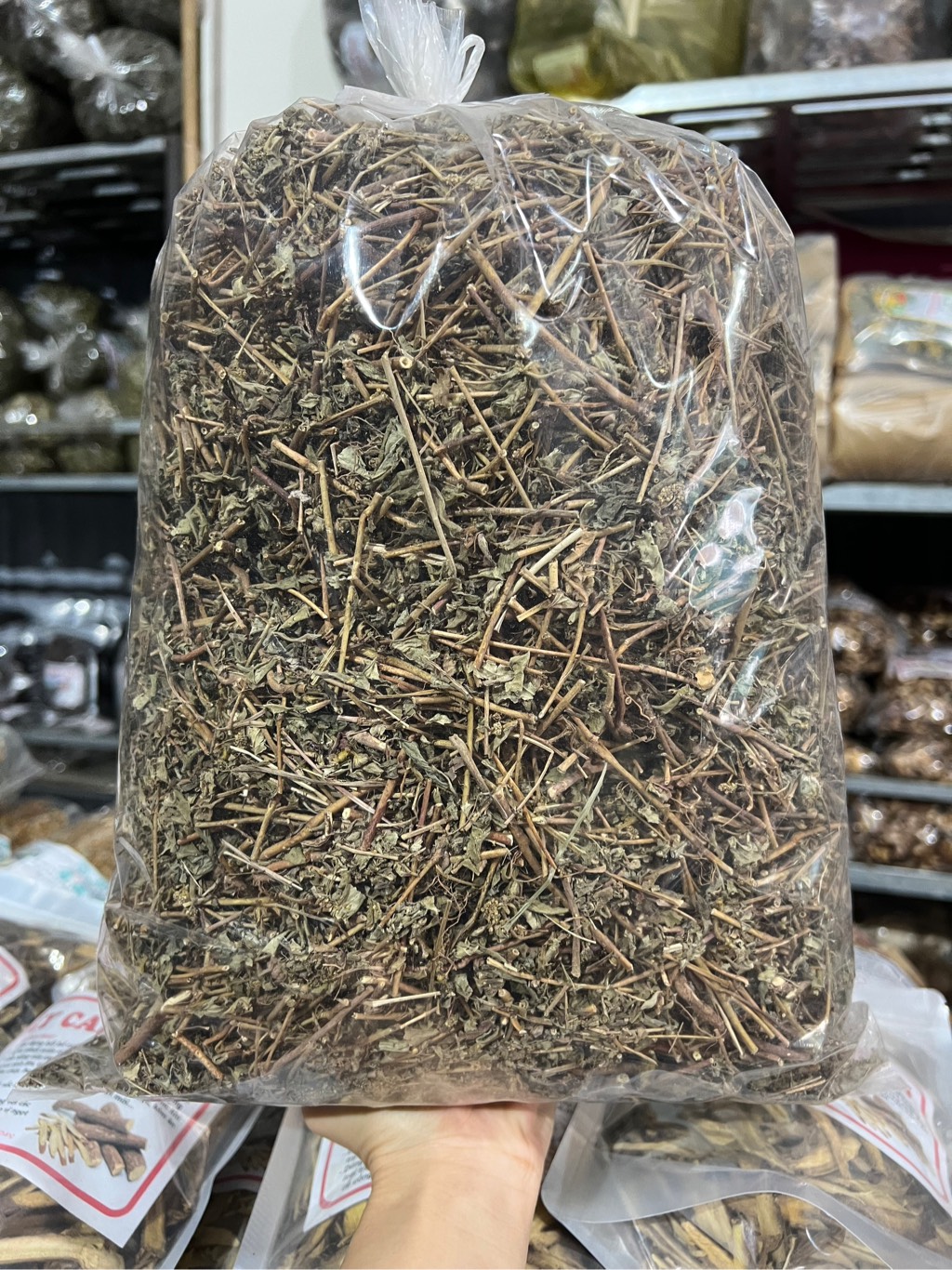 cây cỏ sữa 1