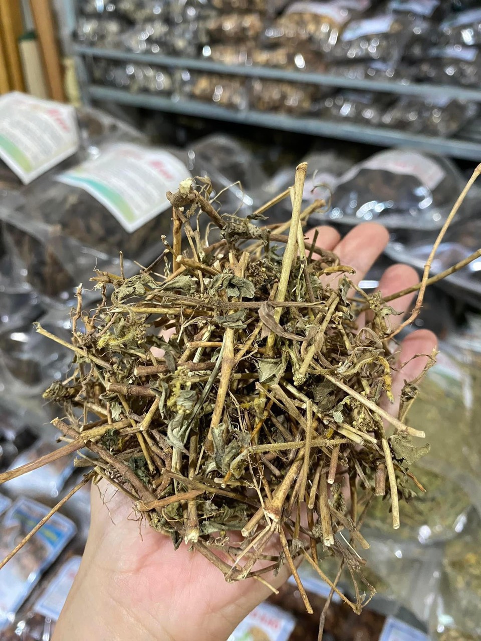 cây cỏ sữa 2