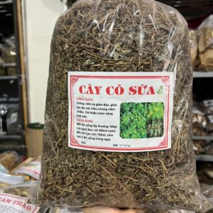 Công Dụng Của Cây Cỏ Sữa Và Cách Dùng