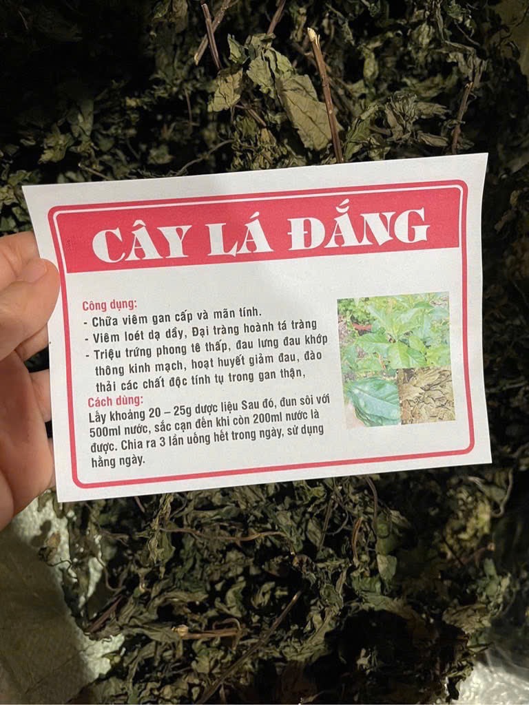 cây lá đắng 1
