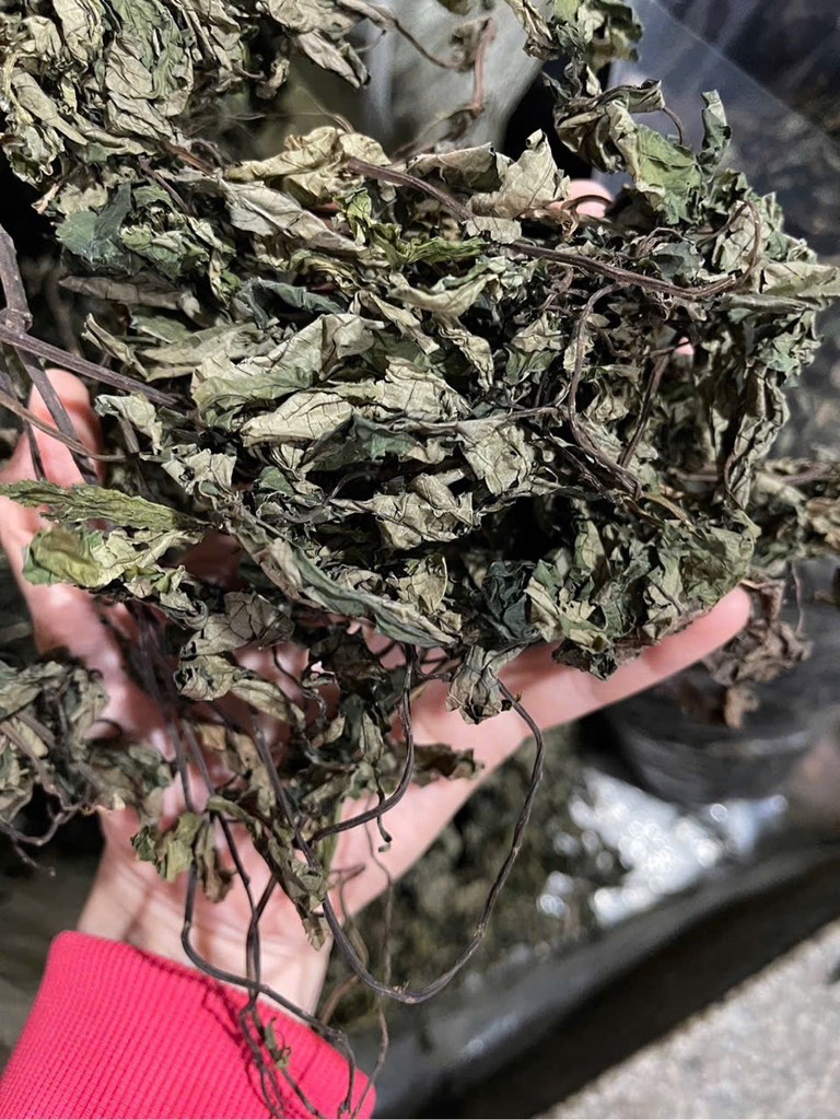 cây lá đắng 3