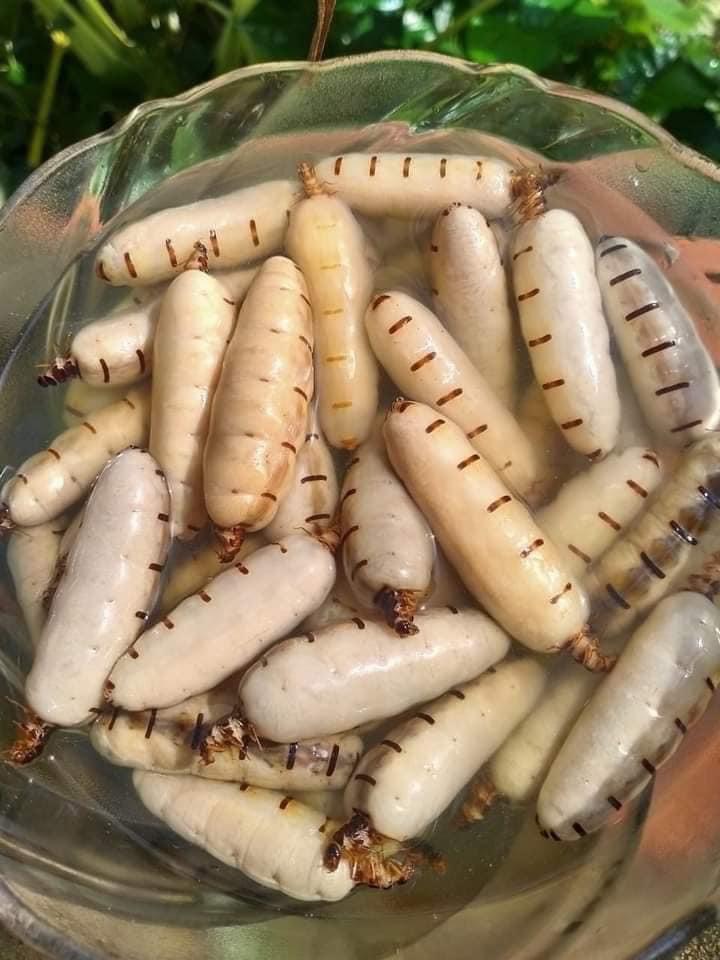 mối chúa (3)