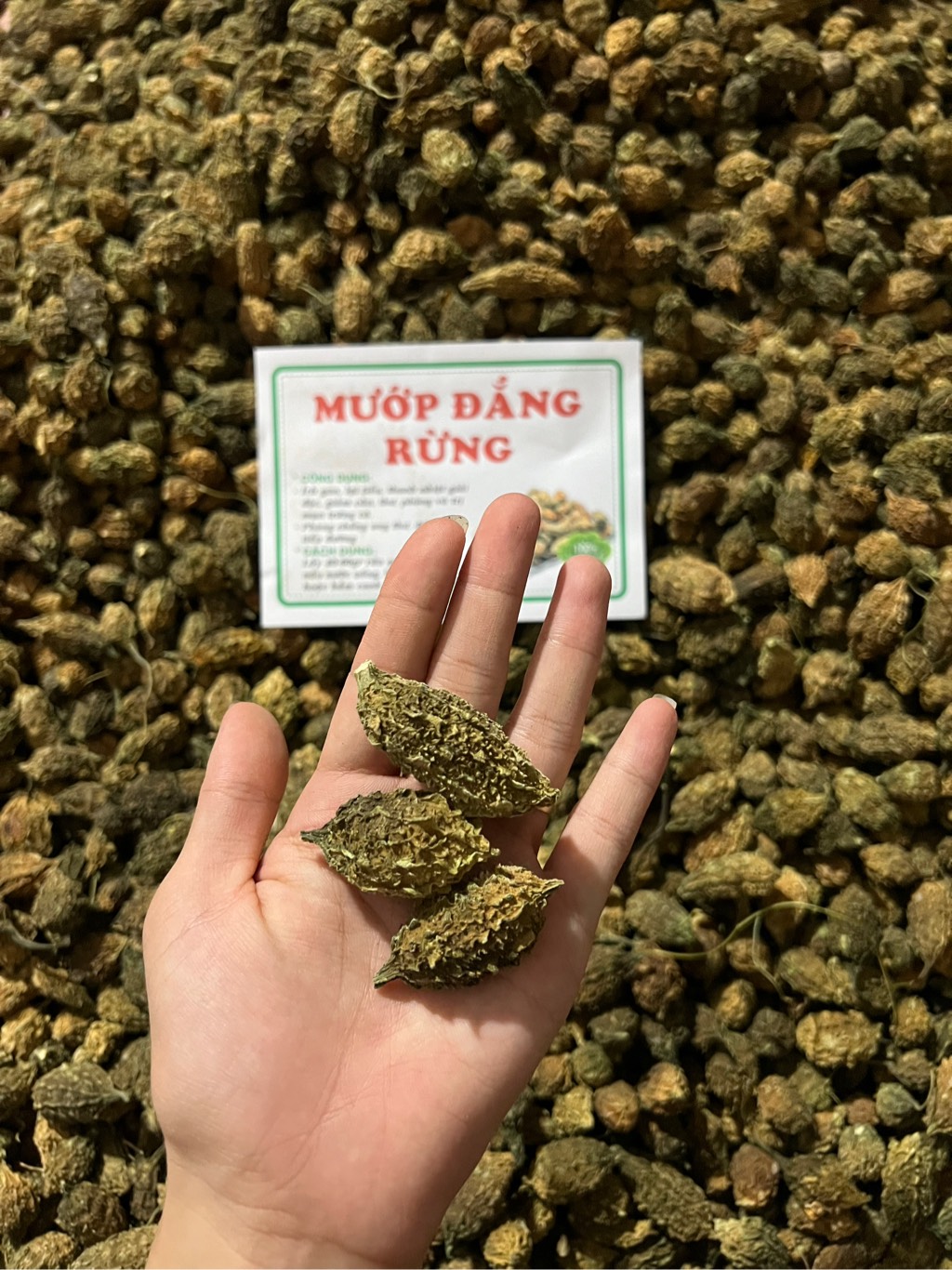 mướp đắng rừng 3