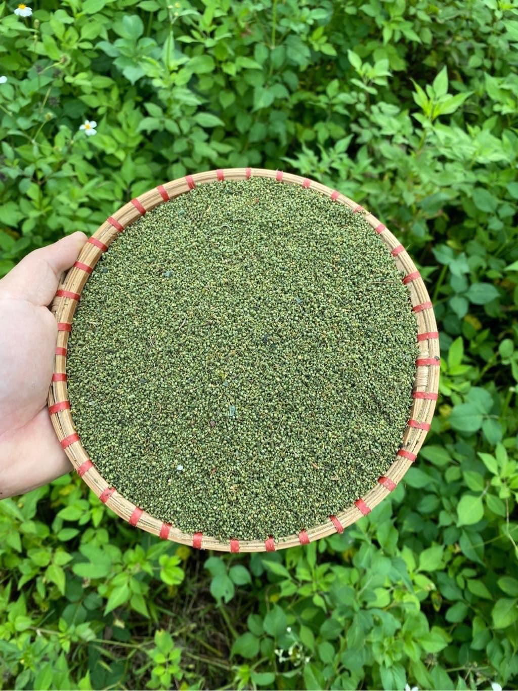 nụ tấm hoa tam thất 2