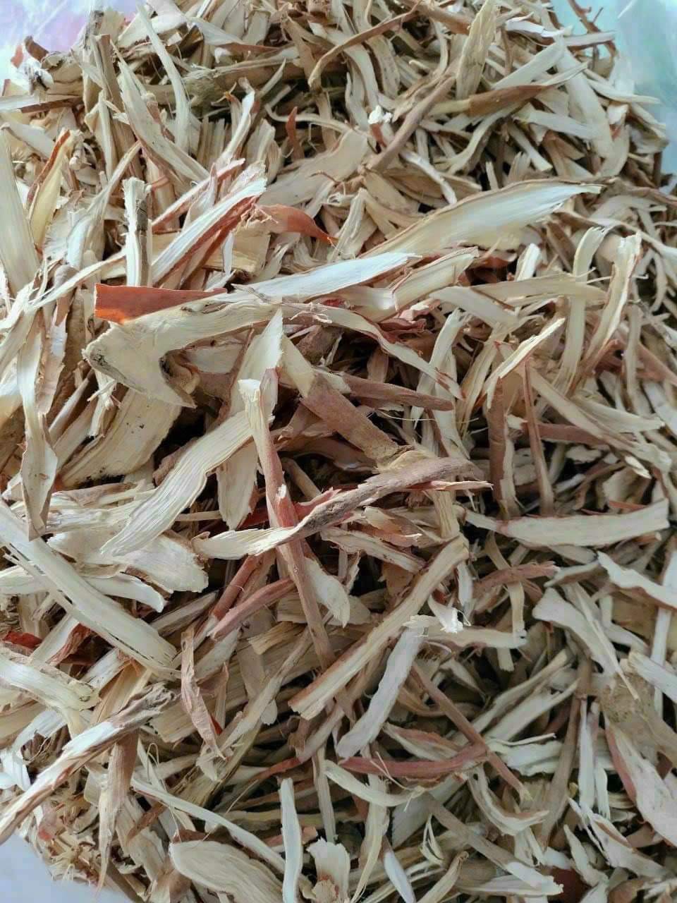 sâm cau 2